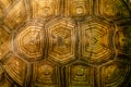 African spurred tortoise shell texture detail