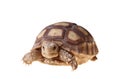 African Spurred Tortoise (Sulcata)