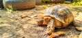 African spurred tortoise Royalty Free Stock Photo