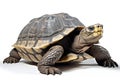 African spurred tortoise, Testudo sulcata, isolated on white background