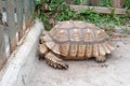 African Spurred tortoise in thailand Royalty Free Stock Photo