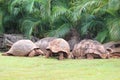 African Spurred Tortoise