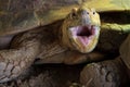 African Spurred tortoise Royalty Free Stock Photo
