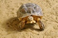 African Spurred Tortoise walking on sand