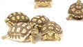 African Spurred Tortoises (Geochelone sulcata)