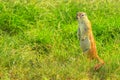 African squirrel on grass background