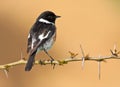 African Stonechat