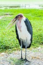 African stork bird marabou portrait Royalty Free Stock Photo