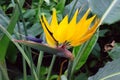 African strelitzia, bird of paradise Royalty Free Stock Photo