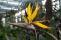 African strelitzia, bird of paradise Royalty Free Stock Photo