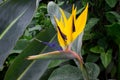 African strelitzia, bird of paradise Royalty Free Stock Photo