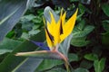 African strelitzia, bird of paradise Royalty Free Stock Photo