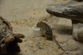 The African Striped Grass Mouse