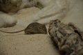 The African Striped Grass Mouse