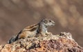 African striped ground squirrel (Euxerus erythropus).