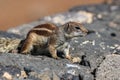 African striped ground squirrel (Euxerus erythropus).