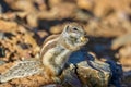 African striped ground squirrel (Euxerus erythropus).