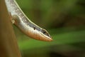 African striped skink Royalty Free Stock Photo