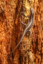 African striped skink lizard Royalty Free Stock Photo