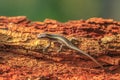 African striped skink