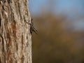 African Striped Skink Royalty Free Stock Photo