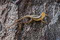 African Striped Skink - Trachylepis striata