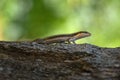 African Striped Skink - Trachylepis striata