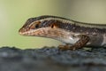 African Striped Skink - Trachylepis striata Royalty Free Stock Photo