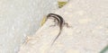 An African Striped Skink Trachylepis striata in South Africa