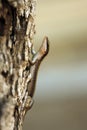 African Striped Skink Royalty Free Stock Photo