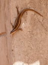 An African Striped Skink on a wall