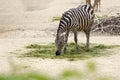 African striped zebra
