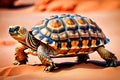 African Sulcata Spurred Tortoise turtle shell desert Sahara