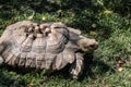 African Sulcata Tortoise in Grass