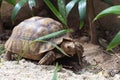 African Sulcata Tortoise Natural Habitat, Africa spurred tortoise