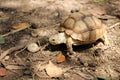 African Sulcata Tortoise Natural Habitat,Africa spurred tortoise sunbathe on ground with his protective shel