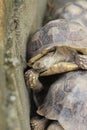 African Sulcata Tortoise Natural Habitat, Africa spurred tortoise