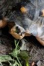 African Sulcata Tortoise Natural Habitat, Africa spurred tortoise