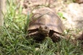 African Sulcata Tortoise Natural Habitat,Africa spurred tortoise