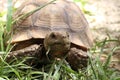 African Sulcata Tortoise Natural Habitat,Africa spurred tortoise