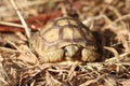African Sulcata Tortoise Natural Habitat,Close up African spurred tortoise