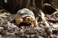 African Sulcata Tortoise Natural Habitat,Close up African spurred tortoise