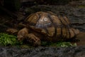 African Sulcata Tortoise Natural Habitat, Close up African spurred tortoise Royalty Free Stock Photo