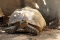 African Sulcata Tortoise Natural Habitat