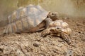 African Sulcata Tortoise Natural Habitat