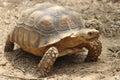 African Sulcata Tortoise Natural Habitat,Africa spurred tortoise sunbathe on ground with his protective shel