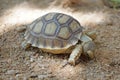 African Sulcata Tortoise Natural Habitat,Africa spurred tortoise sunbathe on ground with his protective shel