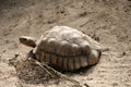 African Sulcata Tortoise Natural Habitat,Africa spurred tortoise