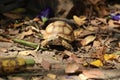 Close up African spurred tortoise resting in the Natural