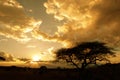 African sunet (Kenya)